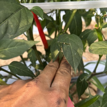 朝天椒🌶️