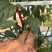 朝天椒🌶️