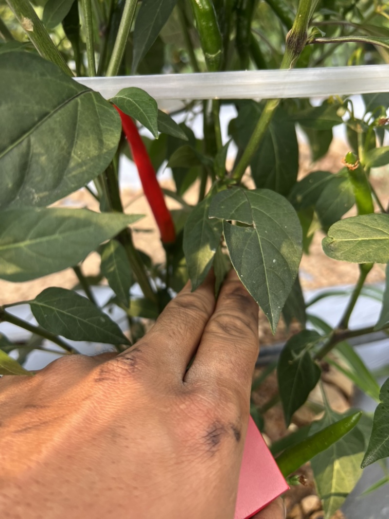 朝天椒🌶️