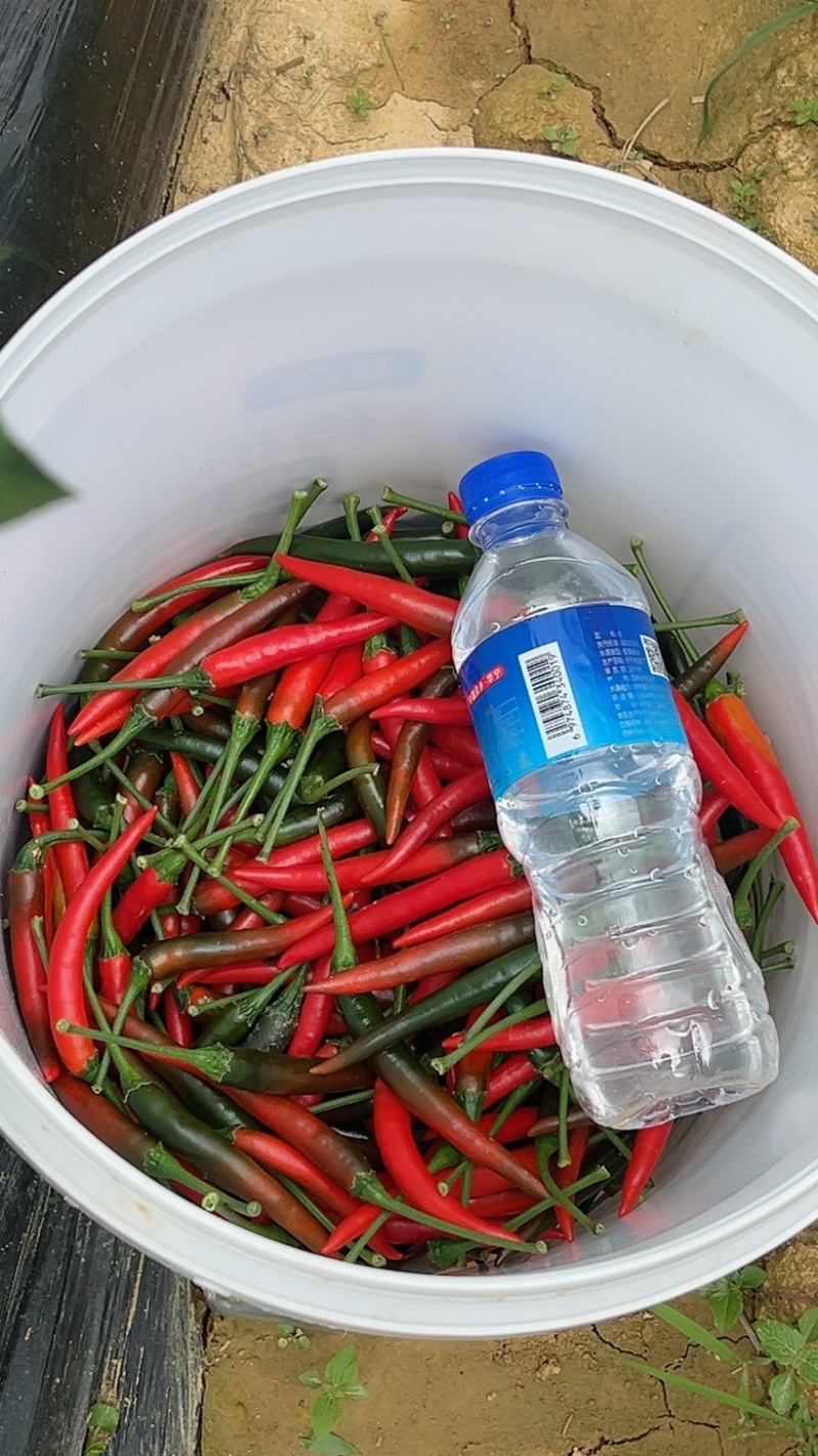 朝天椒🌶️