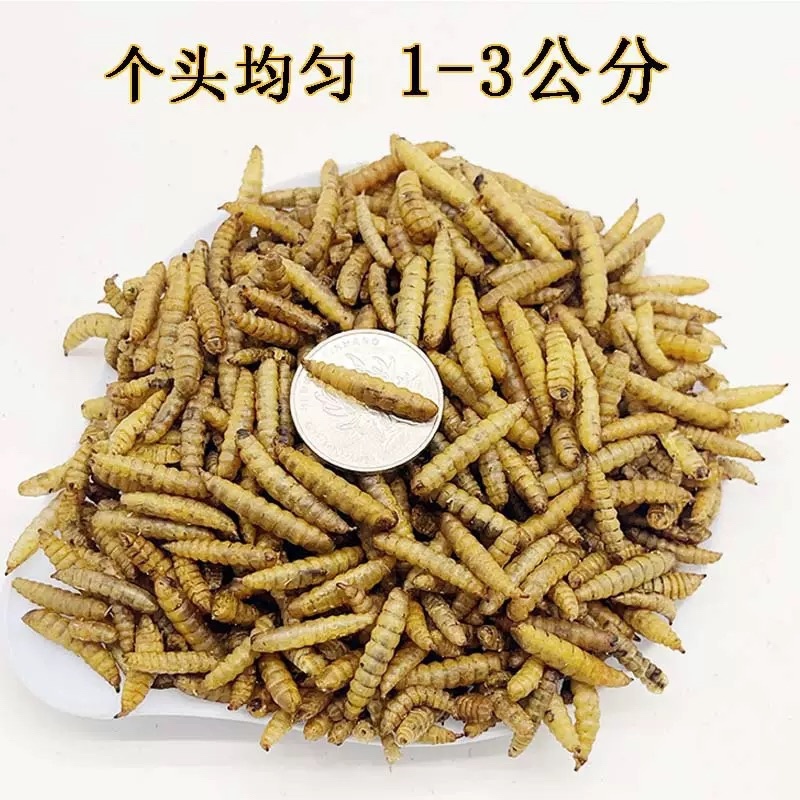 餐厨黑水虻干虫，微波干虫低温干虫水产宠物饲料高蛋白饲料