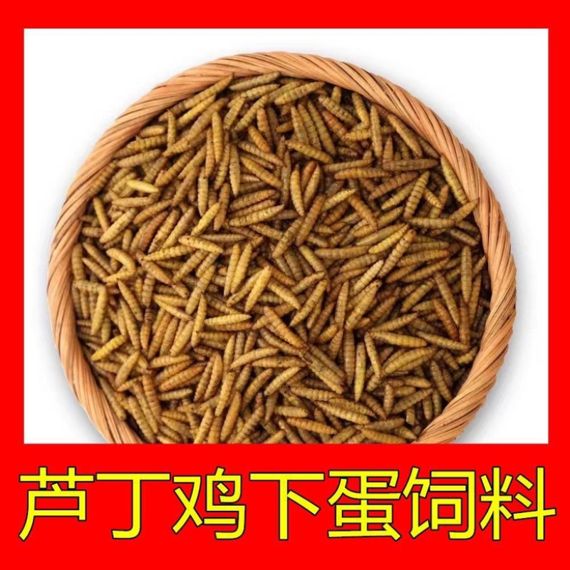 餐厨黑水虻干虫，微波干虫低温干虫水产宠物饲料高蛋白饲料