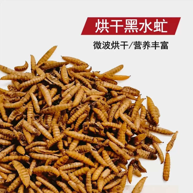 餐厨黑水虻干虫，微波干虫低温干虫水产宠物饲料高蛋白饲料