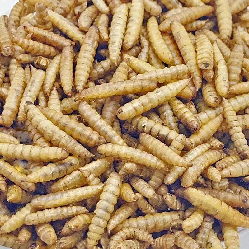 餐厨黑水虻干虫，微波干虫低温干虫水产宠物饲料高蛋白饲料