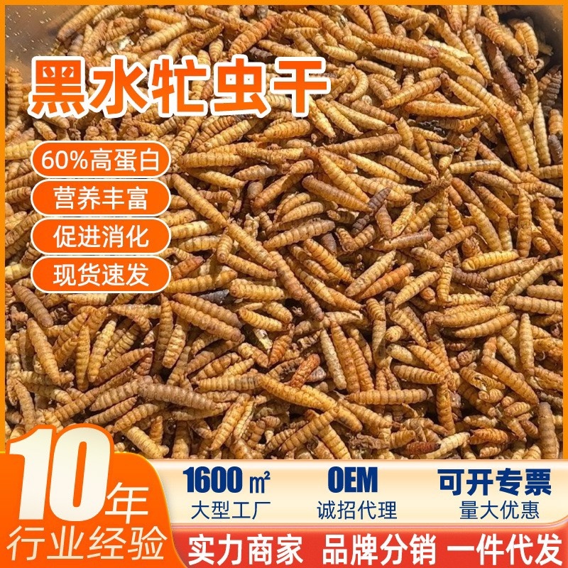 餐厨黑水虻干虫，微波干虫低温干虫水产宠物饲料高蛋白饲料
