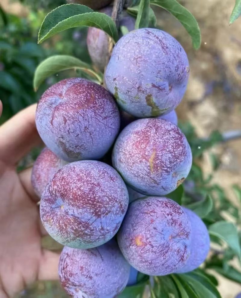 八宝丹蜂糖李巫山李，味帝，芙蓉，大小宝石，澳洲红，奈李