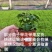 矮生小番茄盆栽带盆带果发货阳台庭院花园