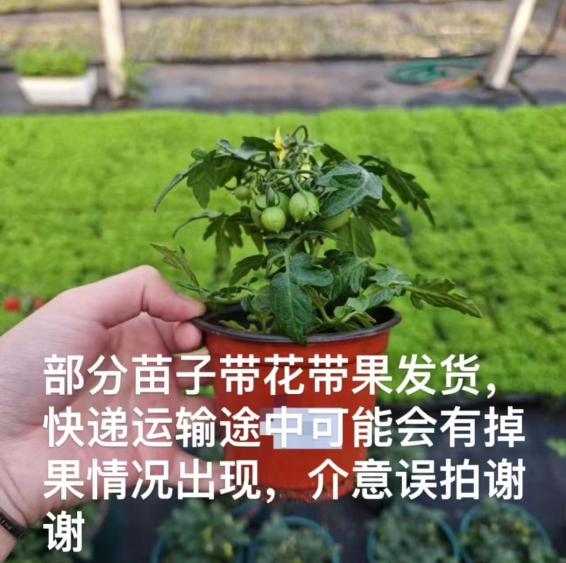 矮生小番茄盆栽带盆带果发货阳台庭院花园