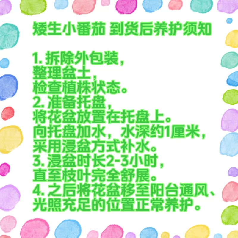 矮生小番茄盆栽带盆带果发货阳台庭院花园
