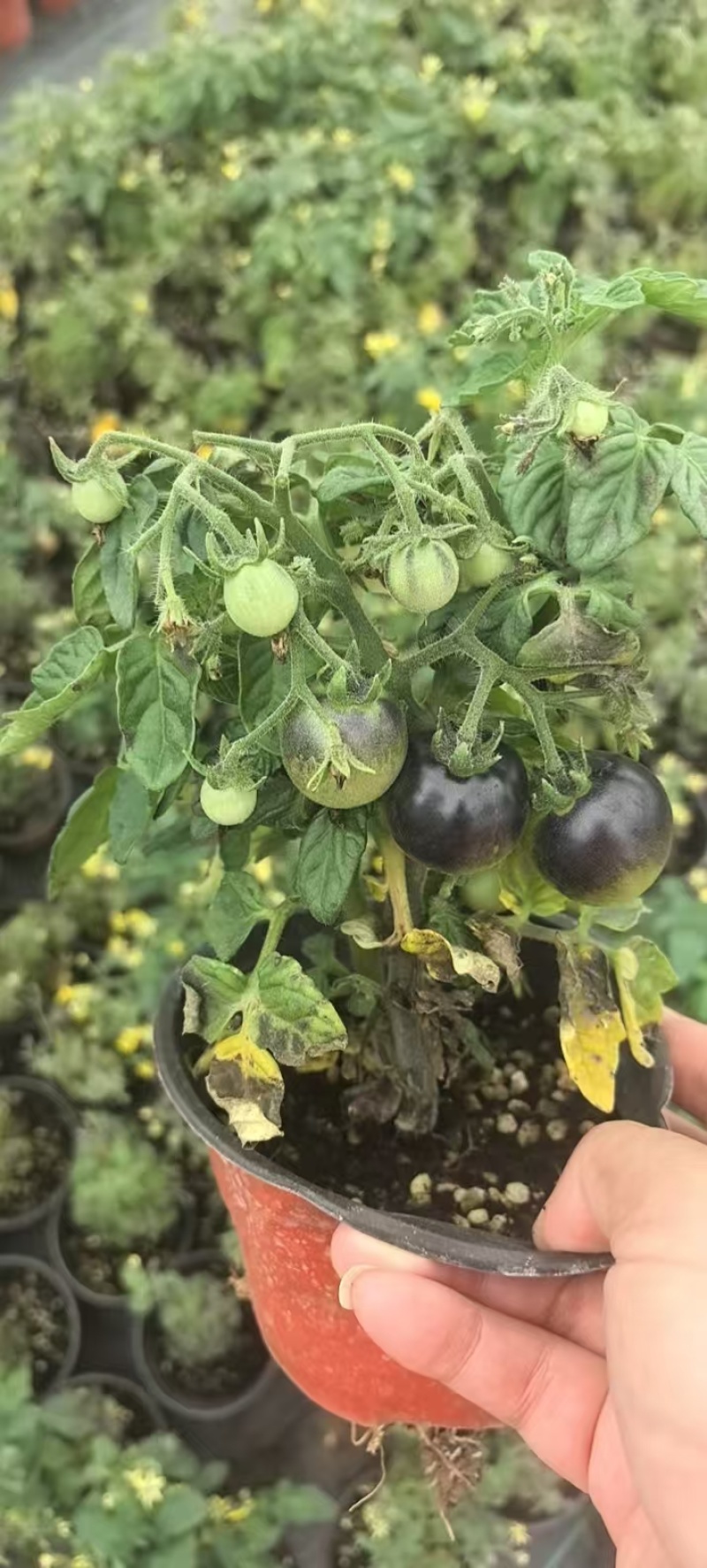 矮生小番茄盆栽带盆带果发货阳台庭院花园