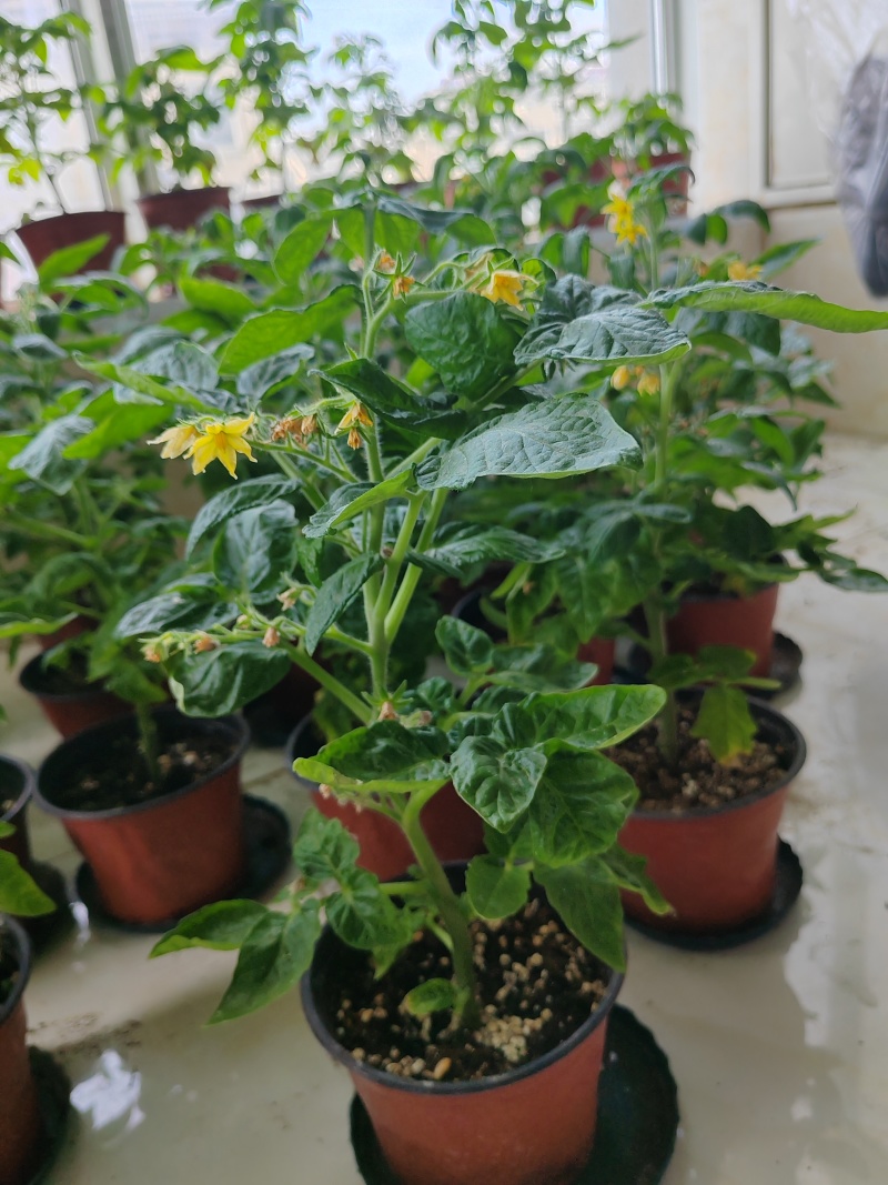 矮生小番茄盆栽带盆带果发货阳台庭院花园