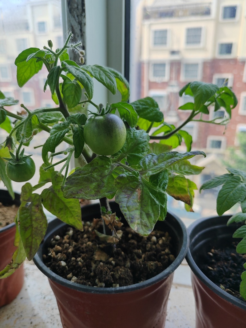 矮生小番茄盆栽带盆带果发货阳台庭院花园