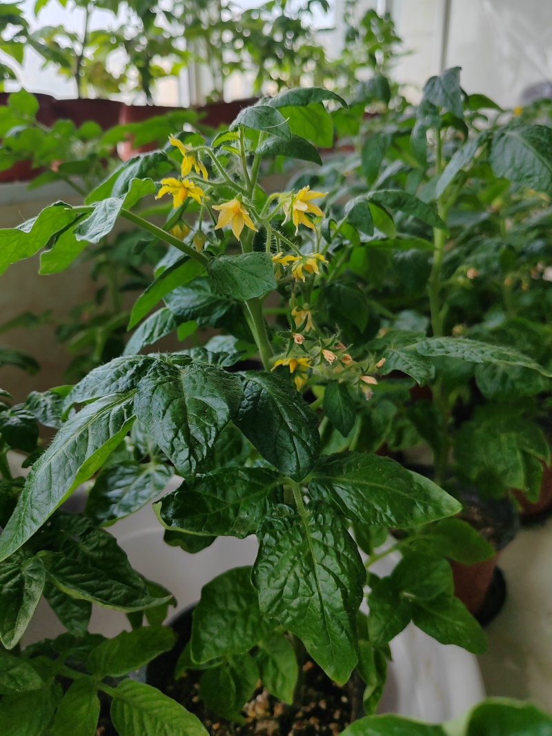 矮生小番茄盆栽带盆带果发货阳台庭院花园