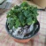 矮生小番茄盆栽带盆带果发货阳台庭院花园