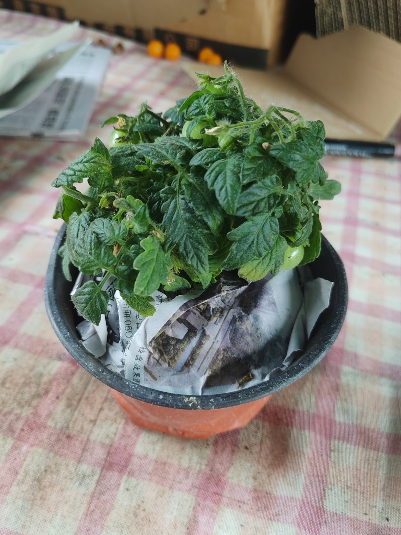 矮生小番茄盆栽带盆带果发货阳台庭院花园