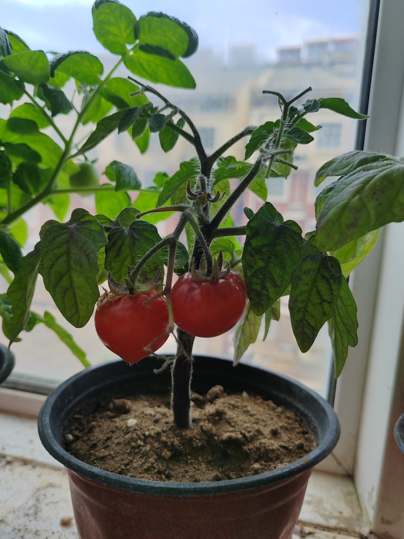 矮生小番茄盆栽带盆带果发货阳台庭院花园