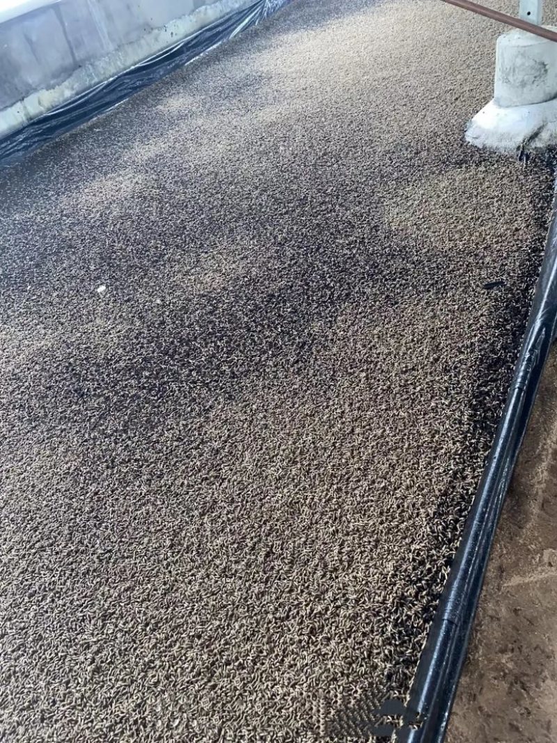 新鲜餐厨黑水虻活虫现捞现发无农残蛋白虫水产养殖饲料