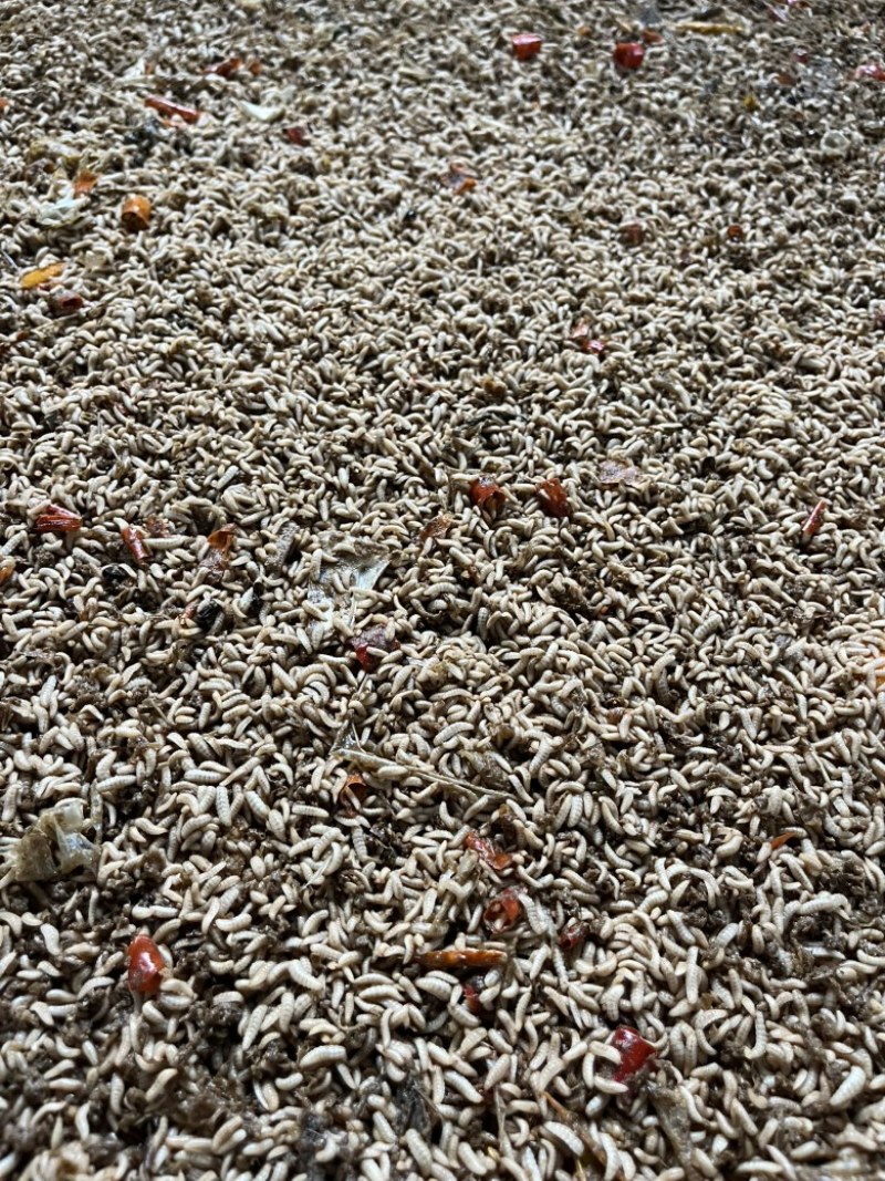 新鲜餐厨黑水虻活虫现捞现发无农残蛋白虫水产养殖饲料