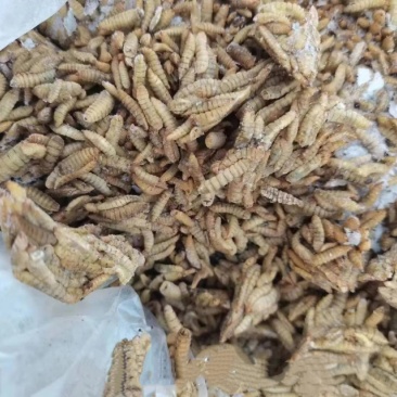 新鲜餐厨黑水虻活虫现捞现发无农残蛋白虫水产养殖饲料