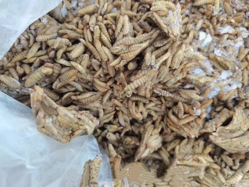 新鲜餐厨黑水虻活虫现捞现发无农残蛋白虫水产养殖饲料