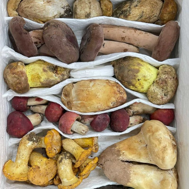 云南野生菌