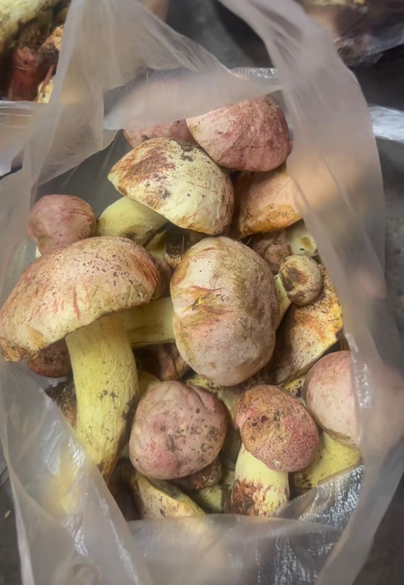 云南野生菌