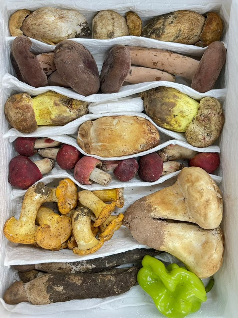 云南野生菌
