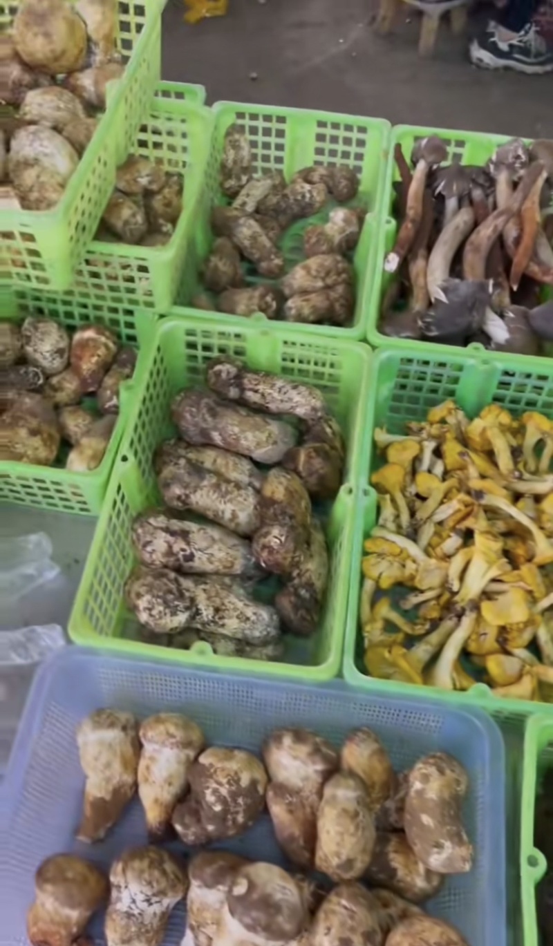 云南野生菌