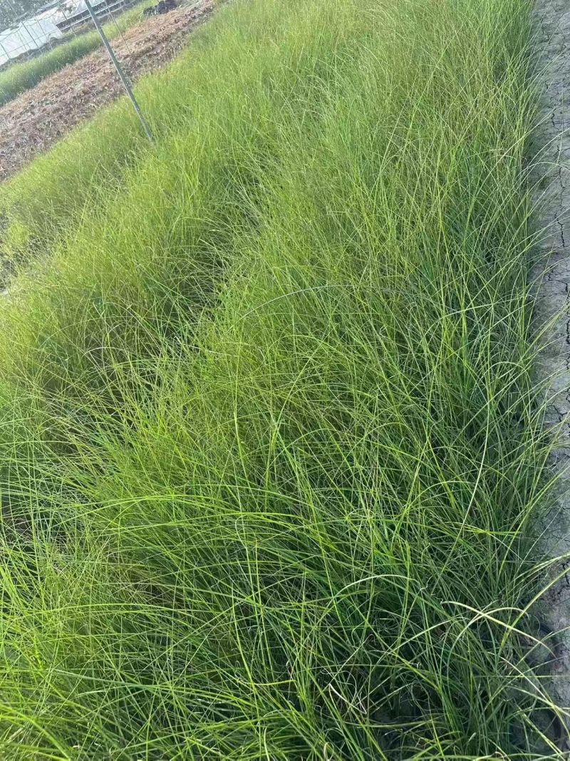 水生植物细叶芒小杯、120杯、1加仑，有量欢迎来订购。