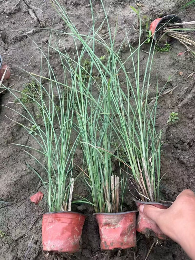 水生植物细叶芒小杯、120杯、1加仑，有量欢迎来订购。