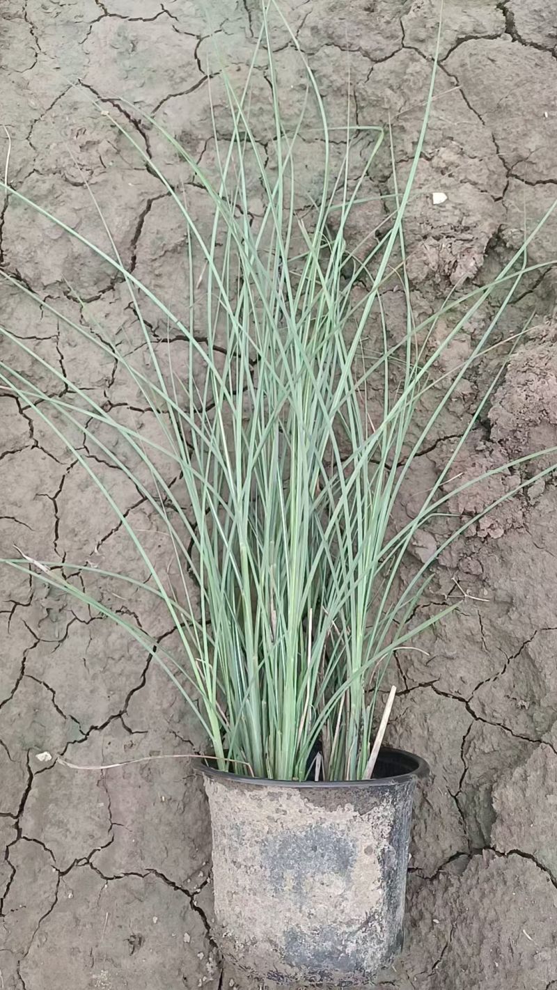 水生植物细叶芒小杯、120杯、1加仑，有量欢迎来订购。