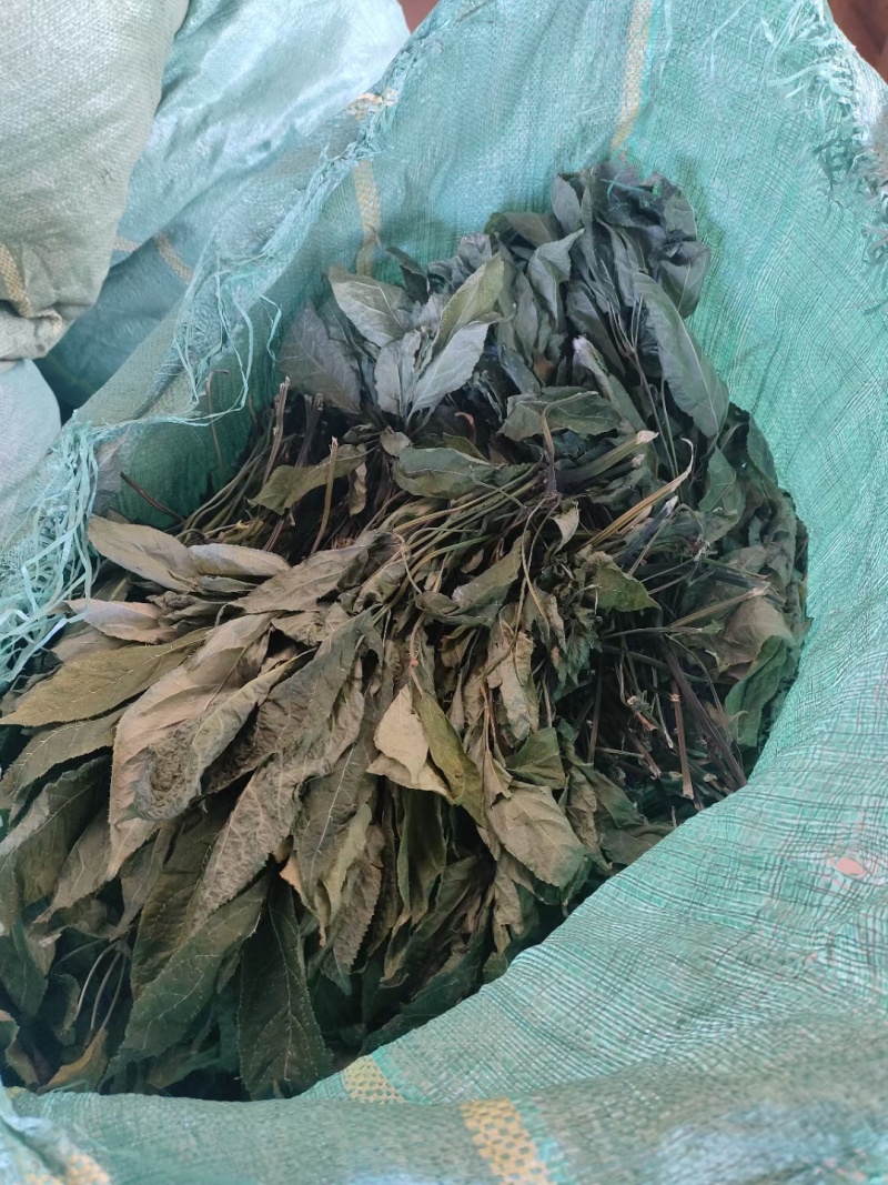 云南文山本地三七叶子，可以做三七茶，可以泡水喝