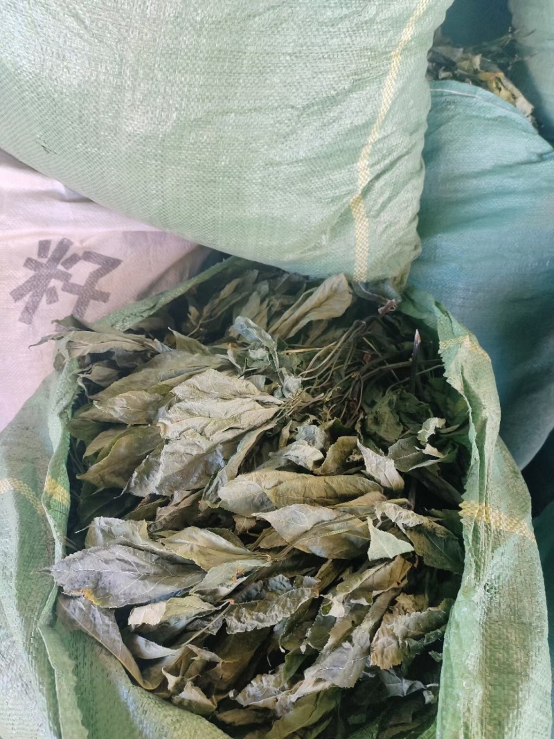 云南文山本地三七叶子，可以做三七茶，可以泡水喝