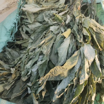 云南文山本地三七叶子，可以做三七茶，可以泡水喝