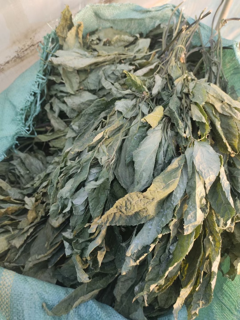 云南文山本地三七叶子，可以做三七茶，可以泡水喝