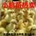 全国各地包邮包活到家每一只一斤以上