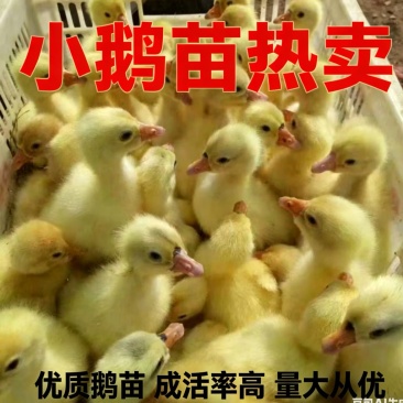 全国各地包邮包活到家每一只一斤以上