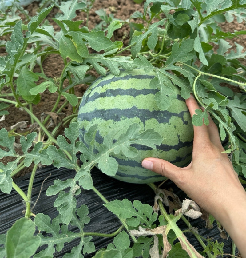无籽西瓜陕西宝鸡。万亩基地直供/包熟包甜/全国发货