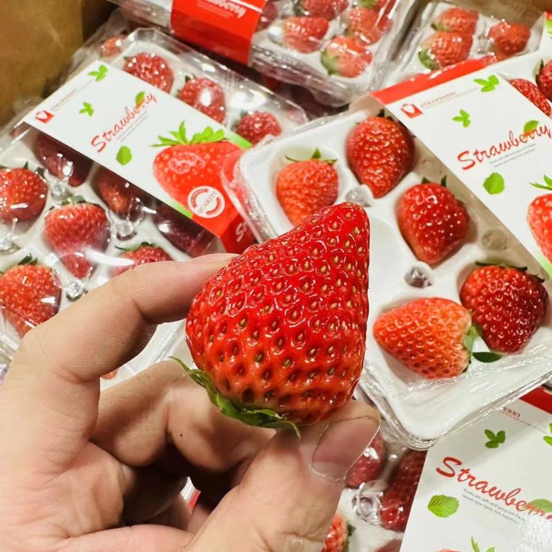 会泽夏季草莓地头价直批分级包装冷链直达全国