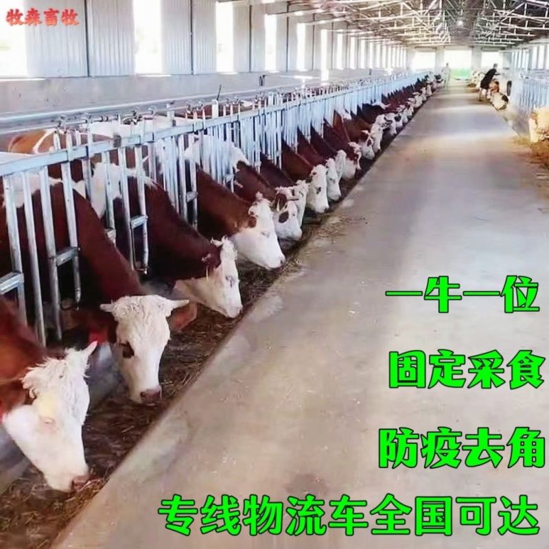 输送带运输机皮带机养殖场专用输送带工业皮带机