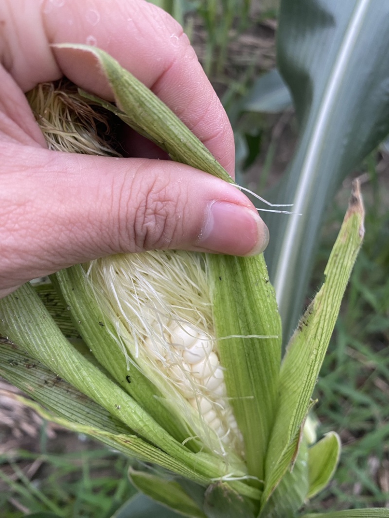 甜糯玉米大量现货