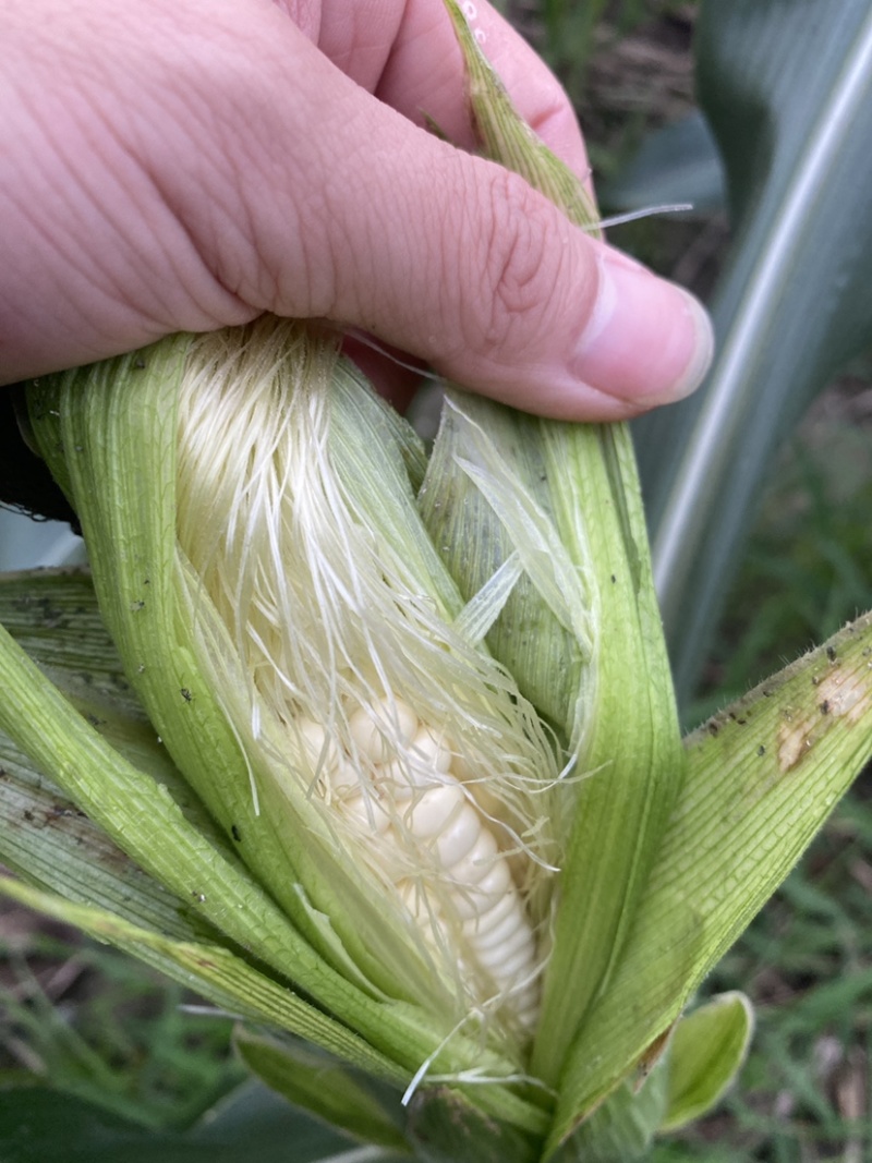 甜糯玉米大量现货