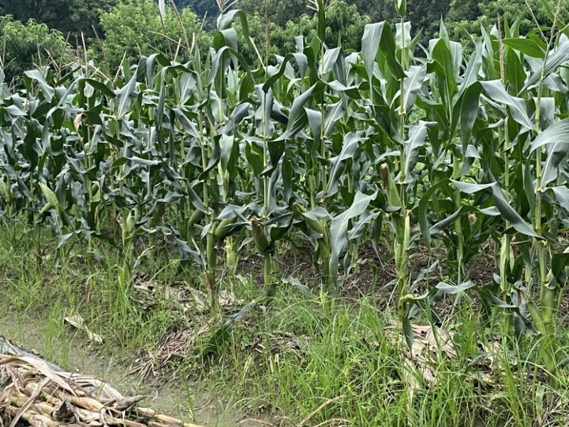 甜糯玉米大量现货