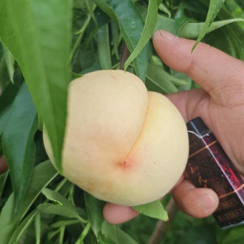 江苏徐州新沂水蜜桃，果肉细腻，核小肉厚水蜜桃