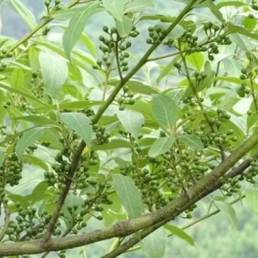 木姜子鲜果开始出货了