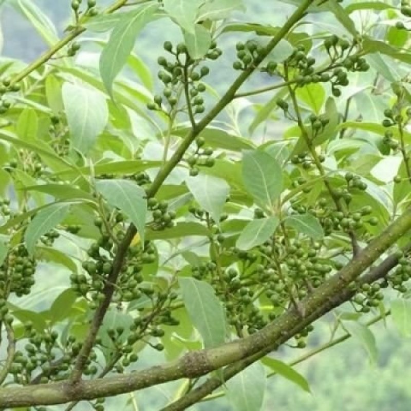 木姜子鲜果开始出货了