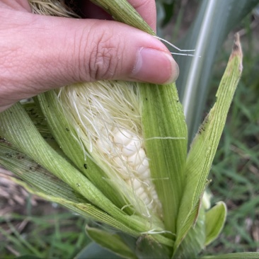 甜糯玉米大量现货