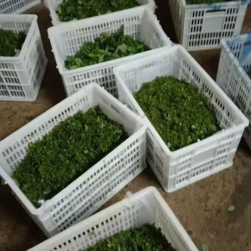 木姜子鲜果开始出货了