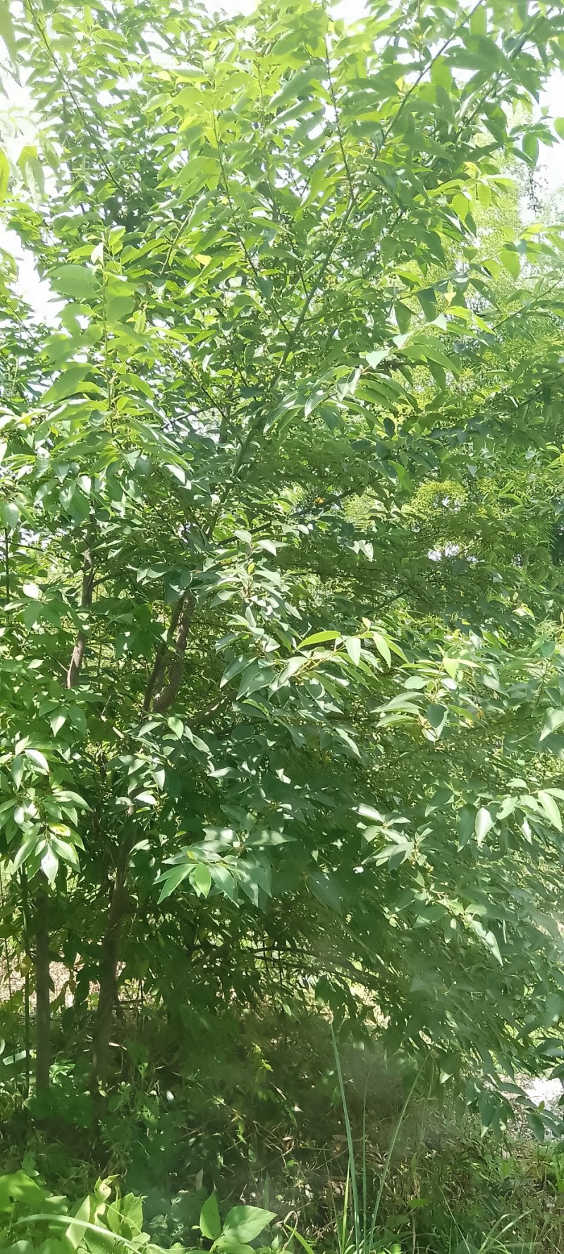 木姜子鲜果开始出货了