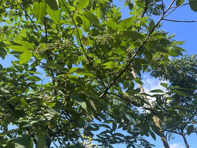 木姜子鲜果开始出货了
